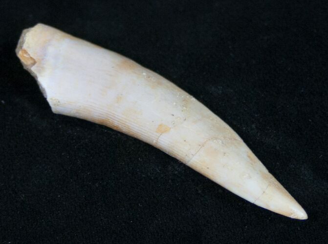 Enchodus Fang - Extinct Bony Fish #9994